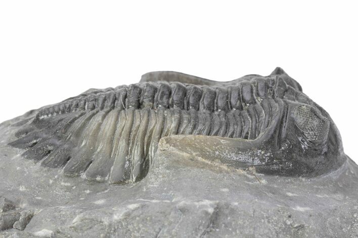 Multi-Toned Hollardops Trilobite Fossil - Ofaten, Morocco #381255